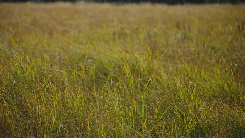 The tall grass is being blown by the wind