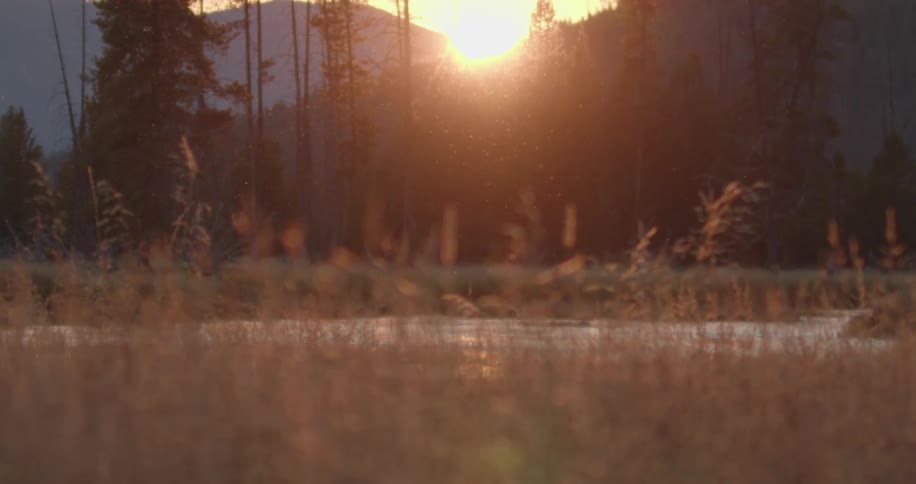 Sunset on a marsh