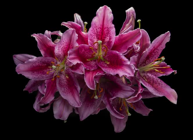 A cluster of vibrant pink lilies set against a black background blooming and decomposing