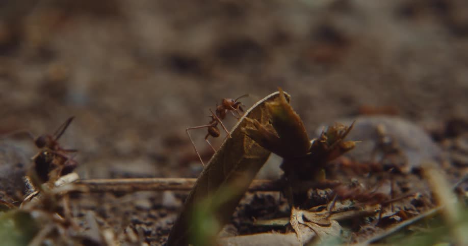 Ants crawl busily across the ground near a plant stem during the daytime