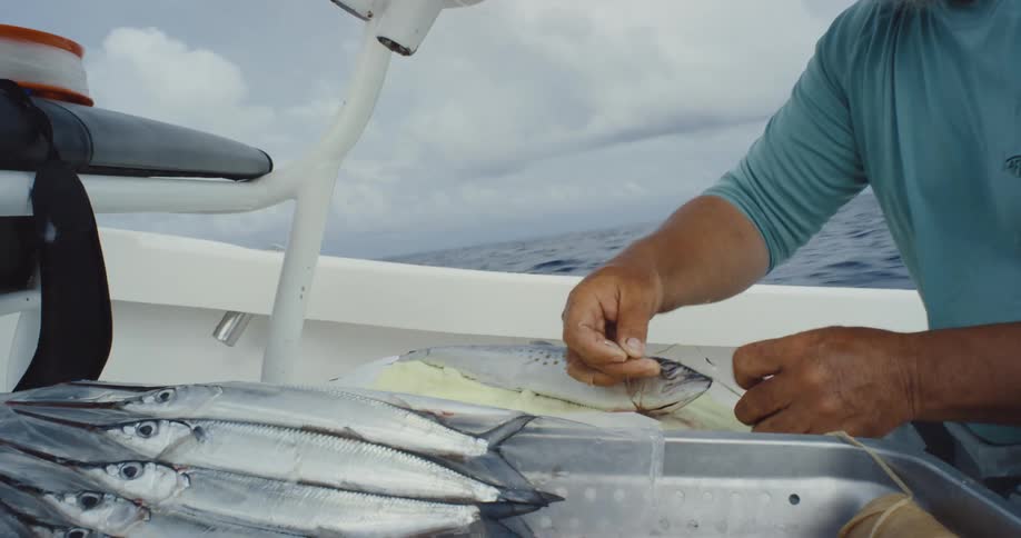 Hands of a person sitting in a boat making fish bait