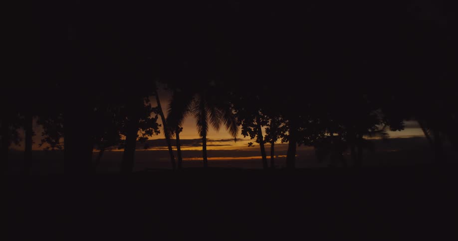 The silhouettes of palm trees stand out against a vibrant orange sunset
