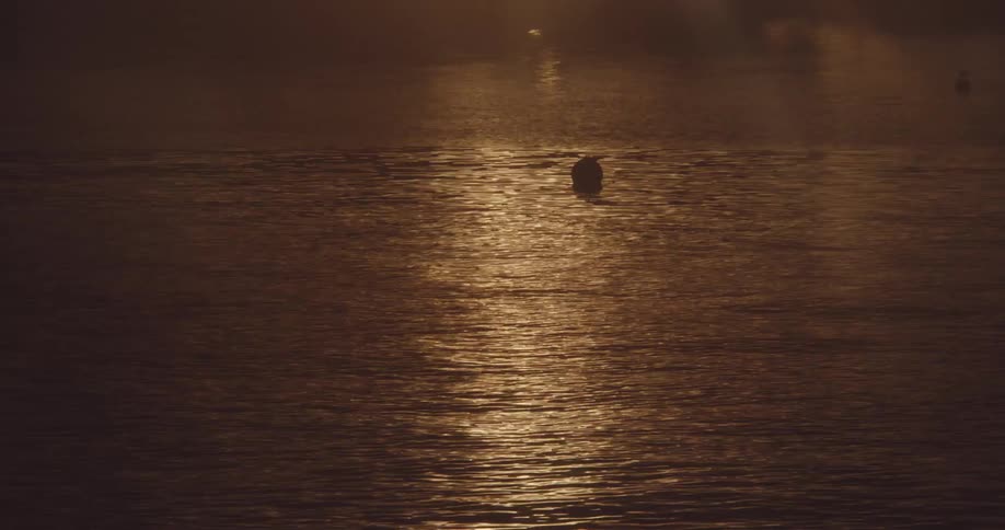 Balls are floating in the water at night