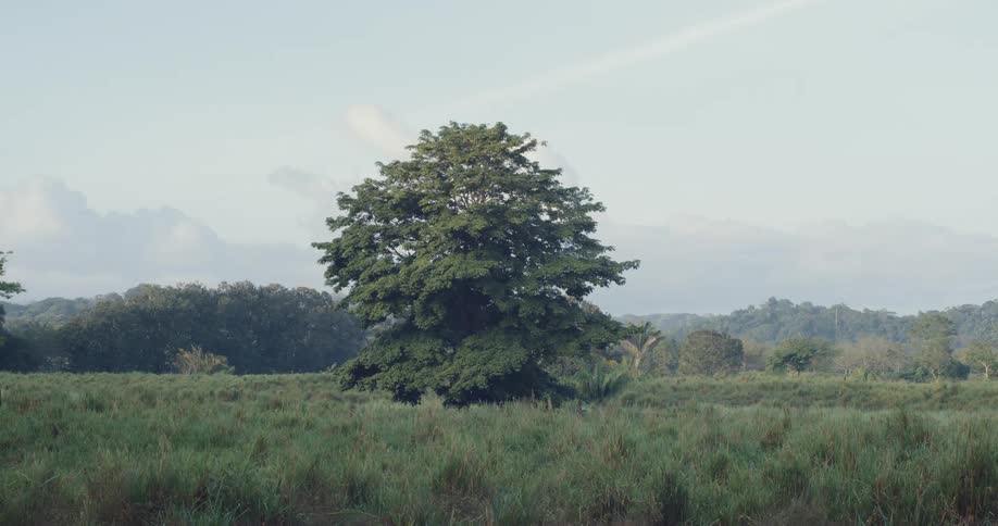 Lone tree stands in an overgrown field bordering the woods on a cloudy day