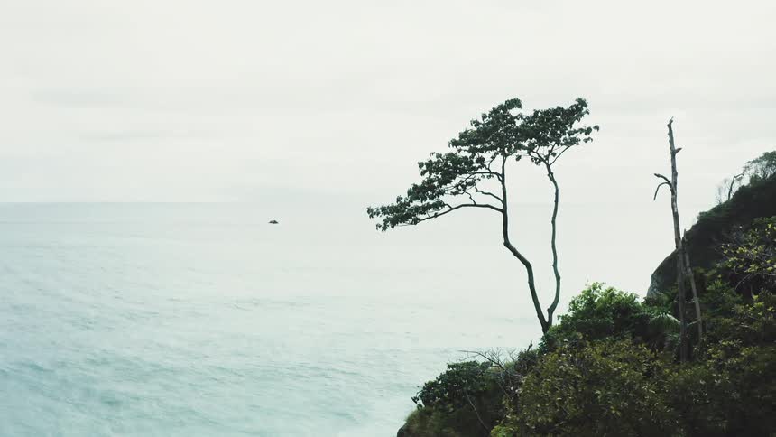 A small tree on an outcropping