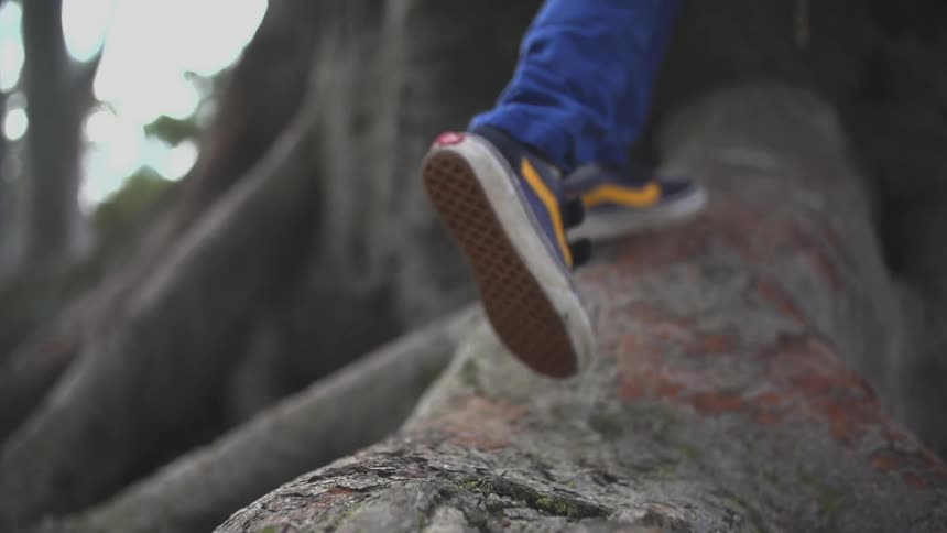 A child climbs on large tree roots