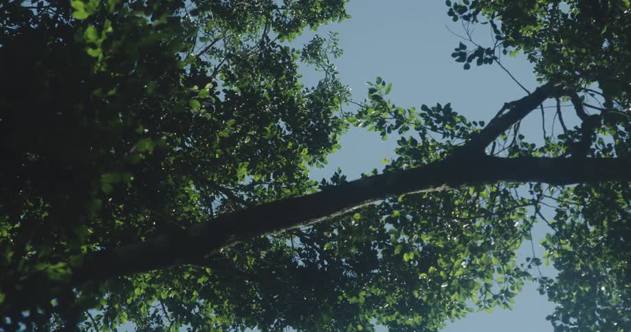 Leaves on a tree swaying with the breeze