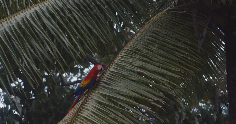 A red and blue macaw on top of a palm leaf