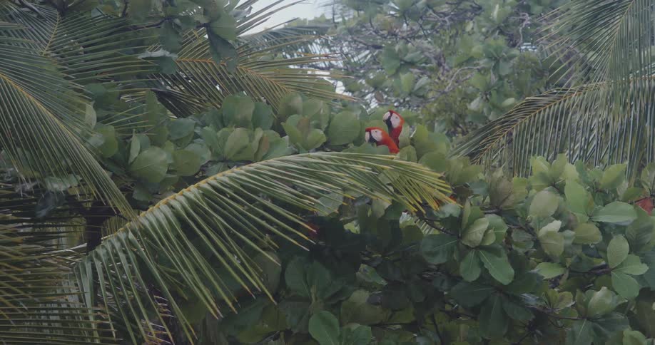 Two colorful parrots perch among dense green foliage and palm fronds before suddenly taking flight