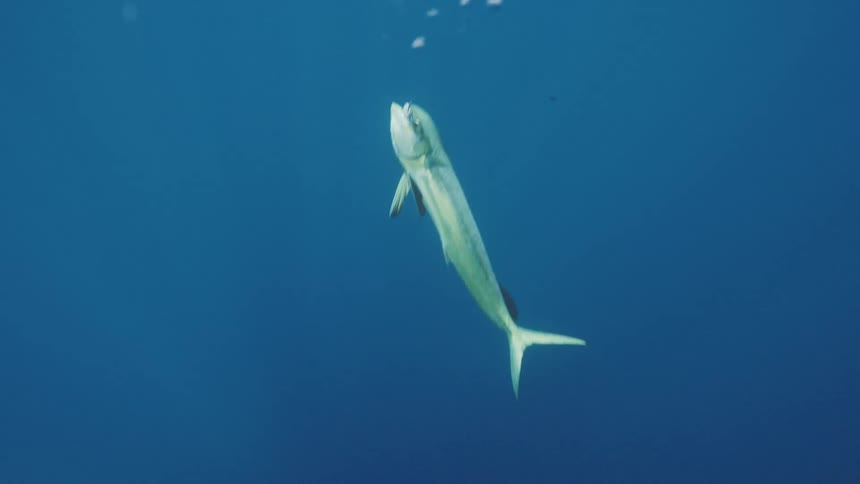 Fish swimming in the ocean