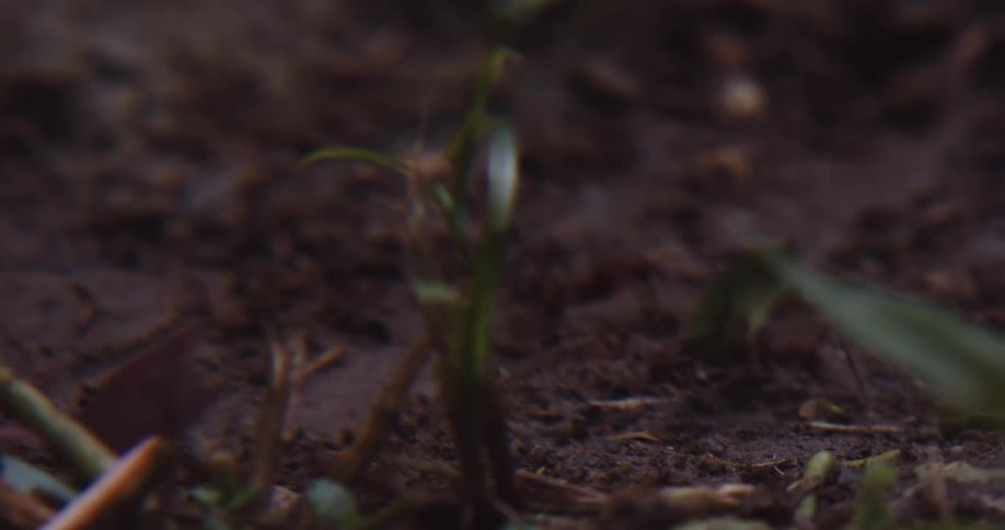 Several ants walking on the ground