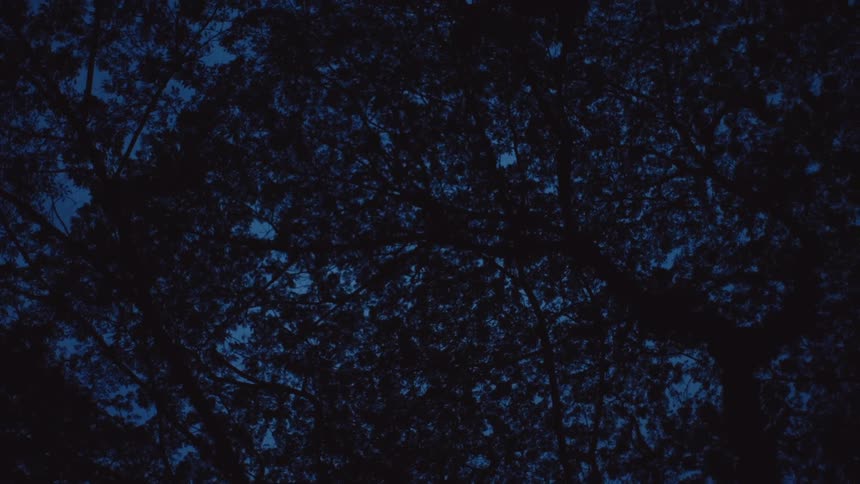The branches of the trees cover the night sky