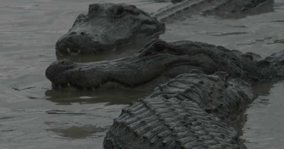 Many alligators in a shallow swamp