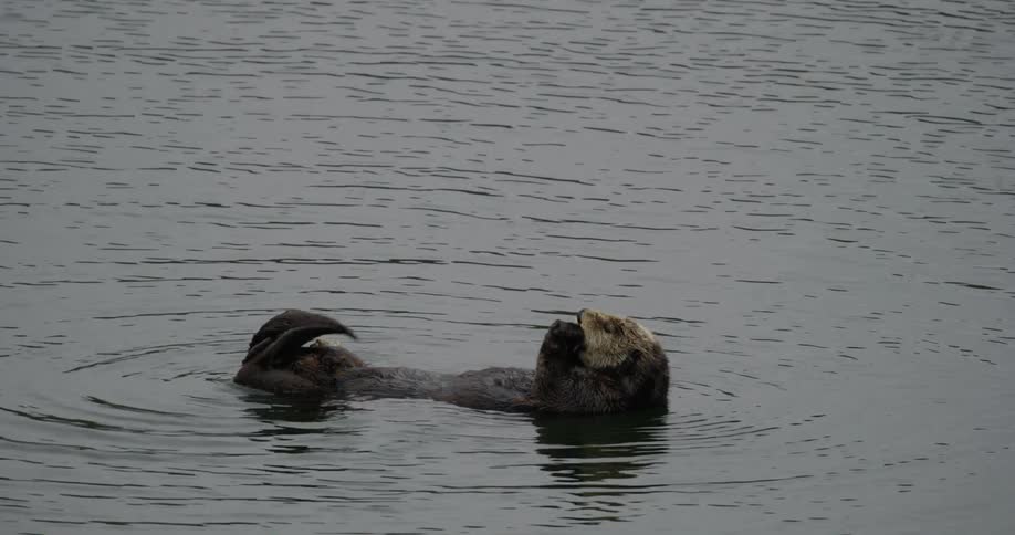 An otter is gnawing on its paws as it floats on its back