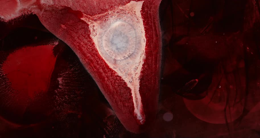 Reddish abstract liquid succumbing