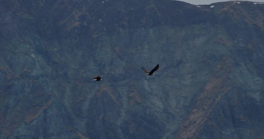 Birds flying in a natural area with mountains in the background