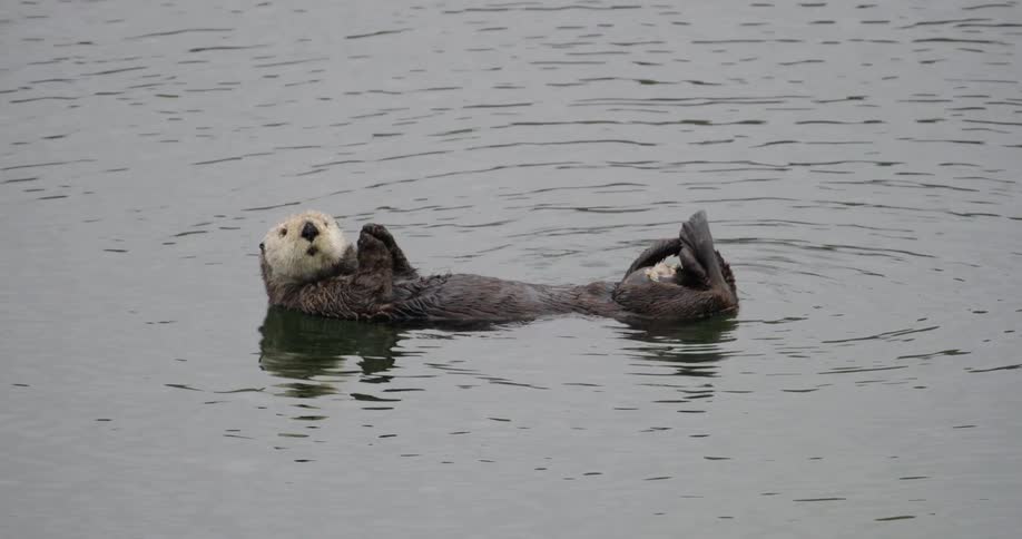 Otter rests serenely on its back on the calm surface of the gray water