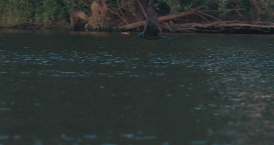 A black bird is flying above the river close to the surface