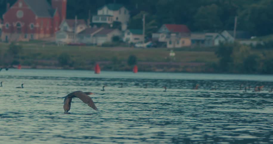 A clip of birds flying across the lake