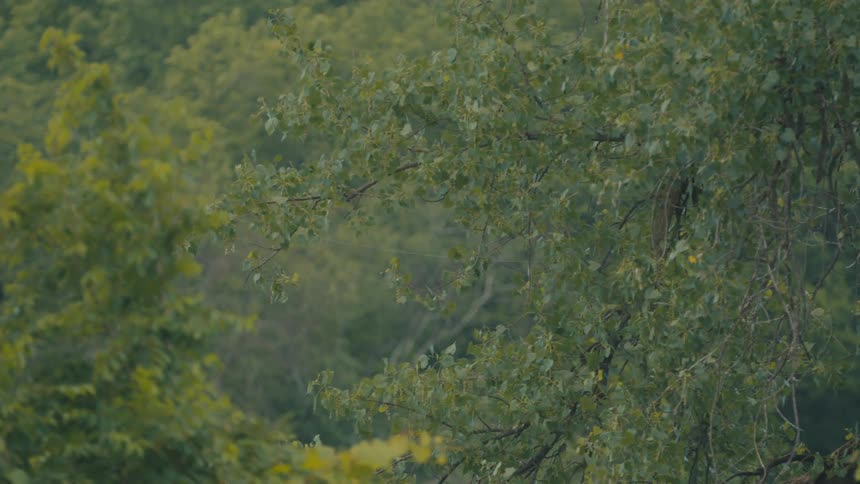 A dense canopy of green leaves swaying in the wind with some branches visible