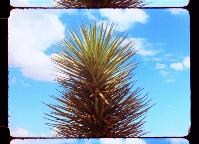 Plant with pointed symmetrical leaves standing out against a blue sky