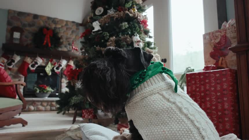 A dog is sitting by the christmas tree and wearing a sweater