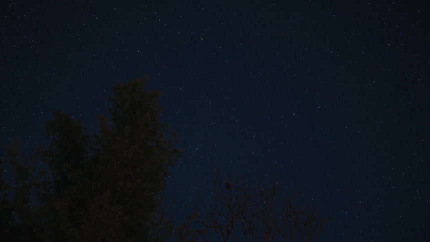 Upward view with trees against a night sky