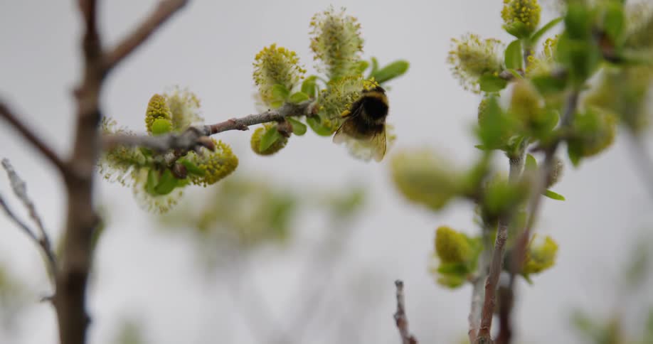 Bumble bee moves over a flower gathering nectar and pollen