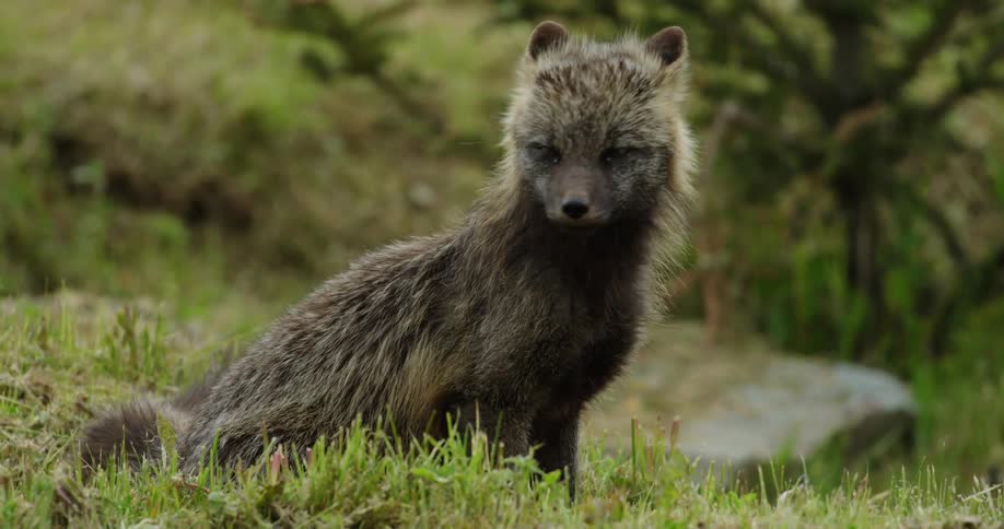 An arctic fox looking around