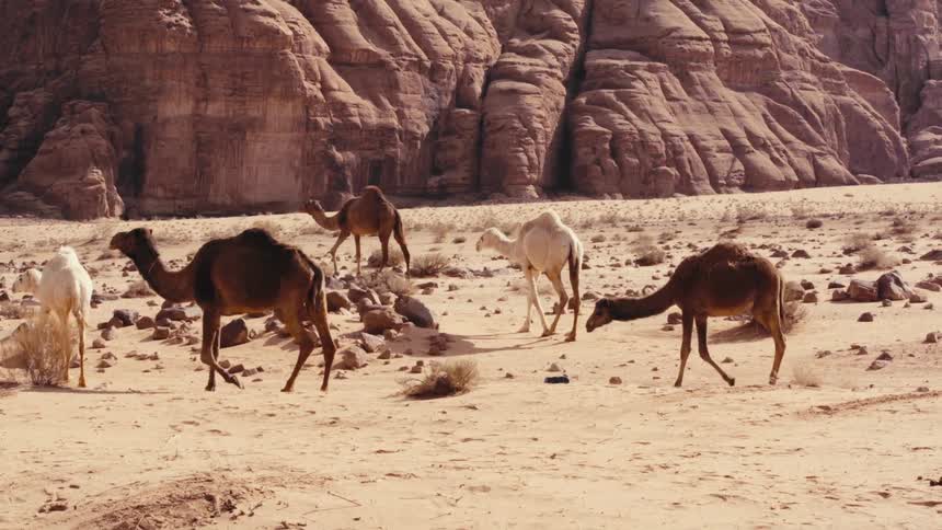 A group of camels walks through a sandy desert landscape with towering rock formations in the background