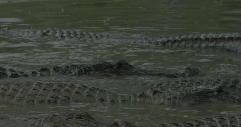 Many alligators in a shallow swamp