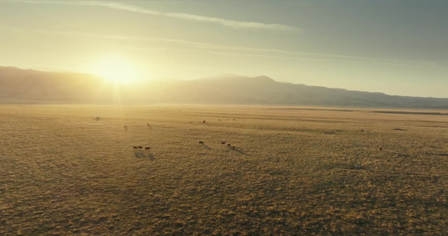 Aerial view of a serene scene of a vast golden field dotted with grazing cattle bathed in the warm glow of a setting sun with a mountain range silhouetted in the distance