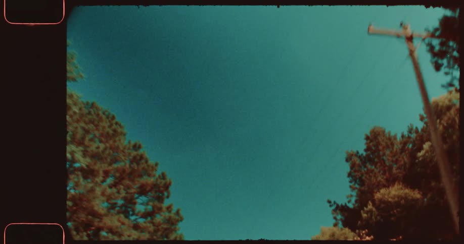 Green trees fill the clear sky