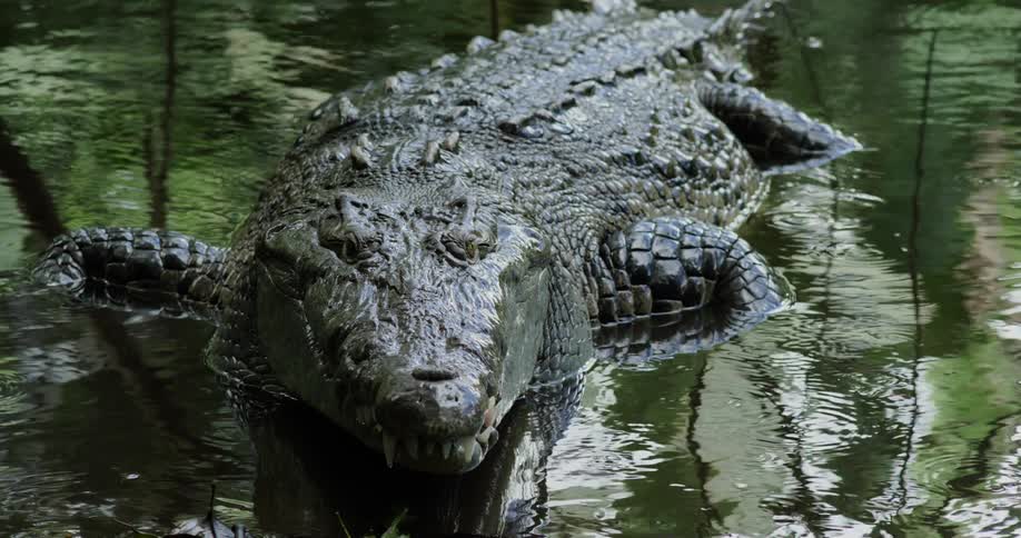 A large crocodile lies still in murky water its head and eyes visible above the surface