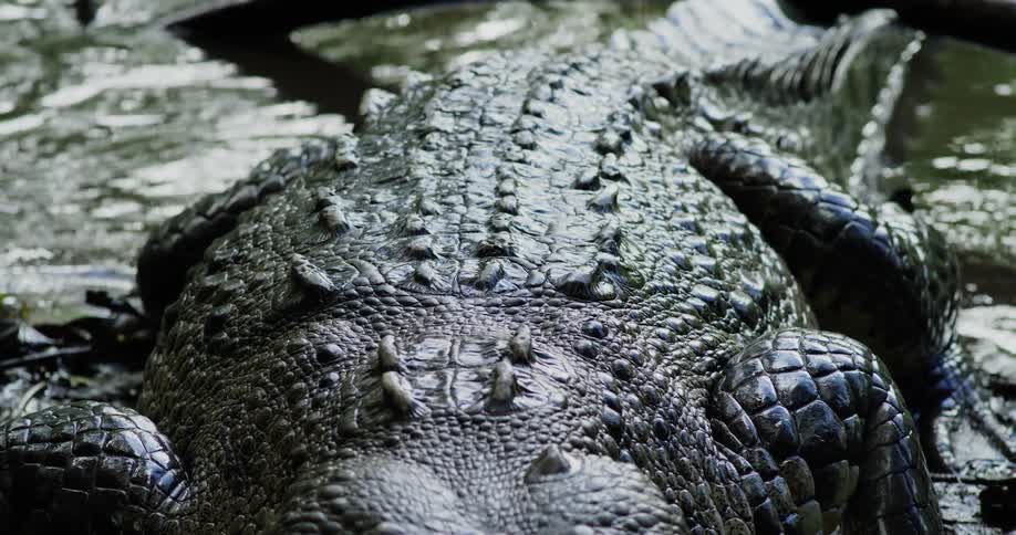 A closeup of a crocodiles scaly back partially submerged in water