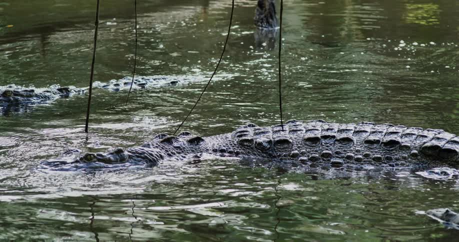 An alligator slowly moves through water as it looks around