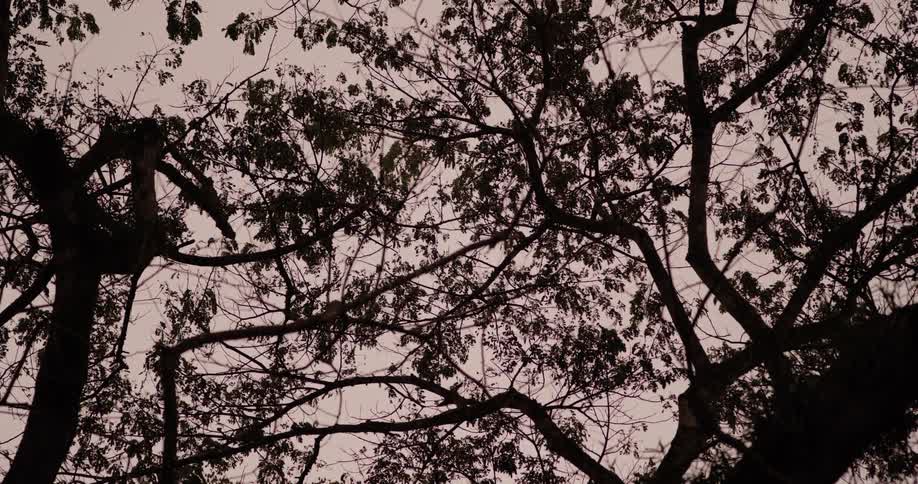Tree branches with sparse leaves stand out against a clear sky creating an intricate pattern of silhouettes