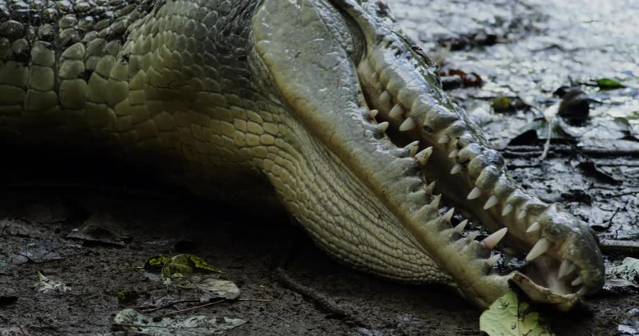 An alligator moves forward and bites onto an object