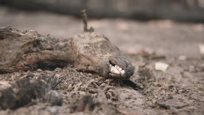 Carcass partially buried in dry dirty soil with visible teeth of an animal