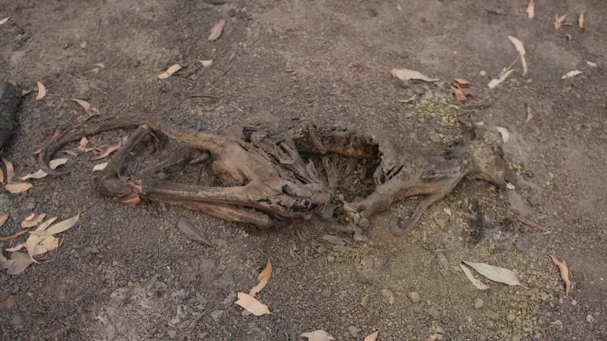 A carcass of a dead animal is laying in the dirt