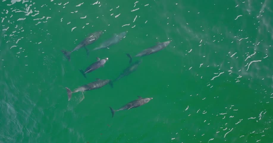 An aerial view of six dolphins swimming together in clear green water