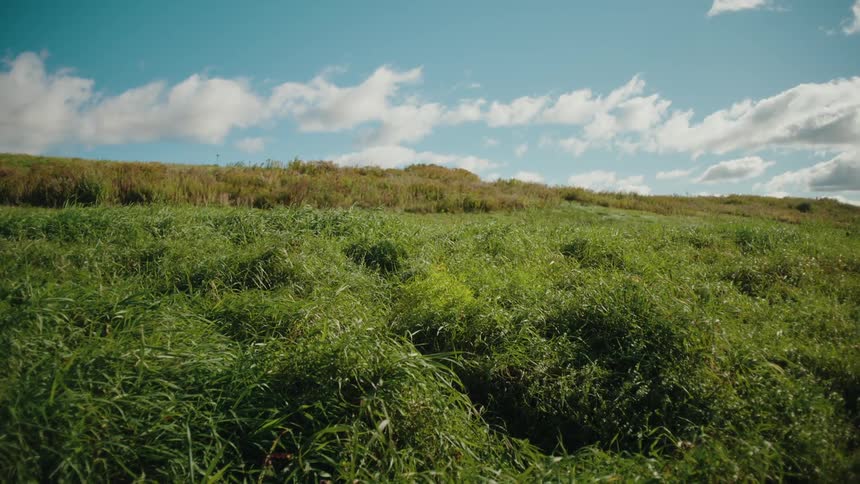 Tall grass covers the field