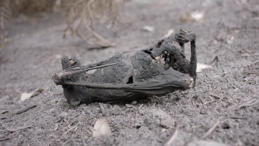 The charred remains of a bat lie on a bed of ash and debris