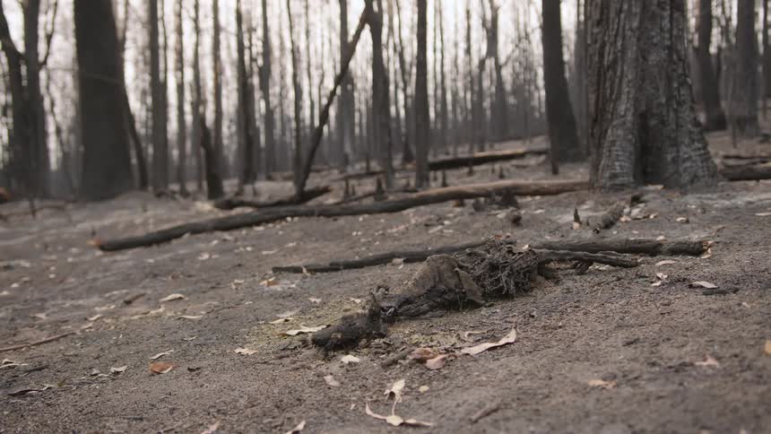 A forest floor with leafless trees and dry branches on the ground