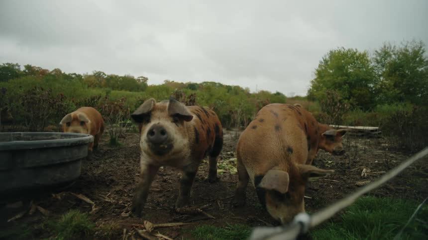 Pigs in a muddy pen root around in the ground