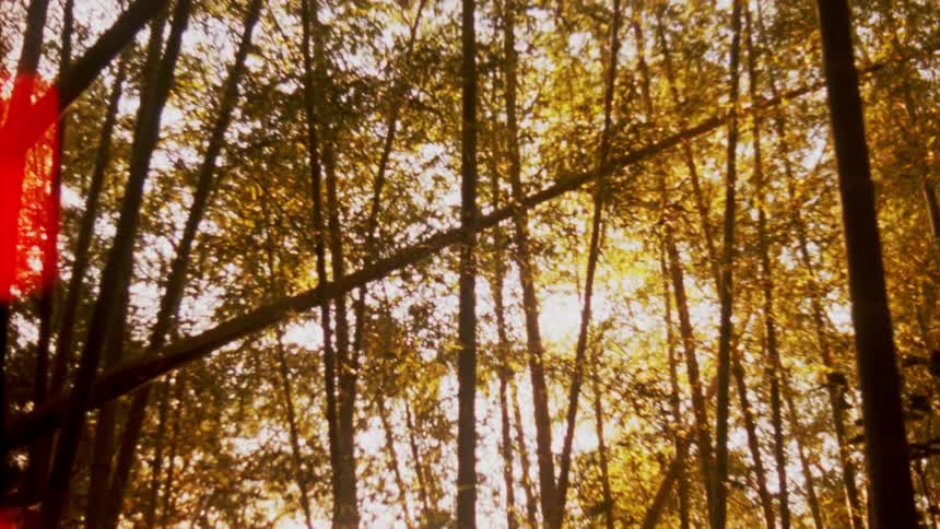 Bamboo forest illuminated by sunlight filtered through the leaves creating a golden effect and delicate shadows between the tall thin trunks
