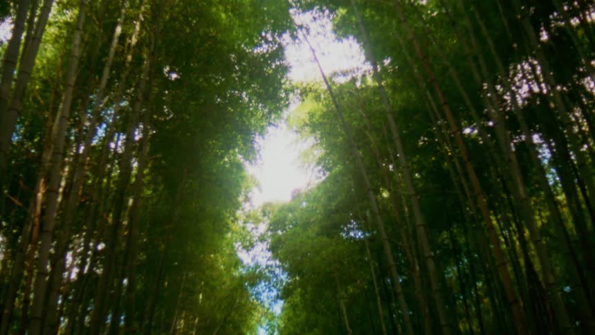 Trees growing densely are reaching for the sky