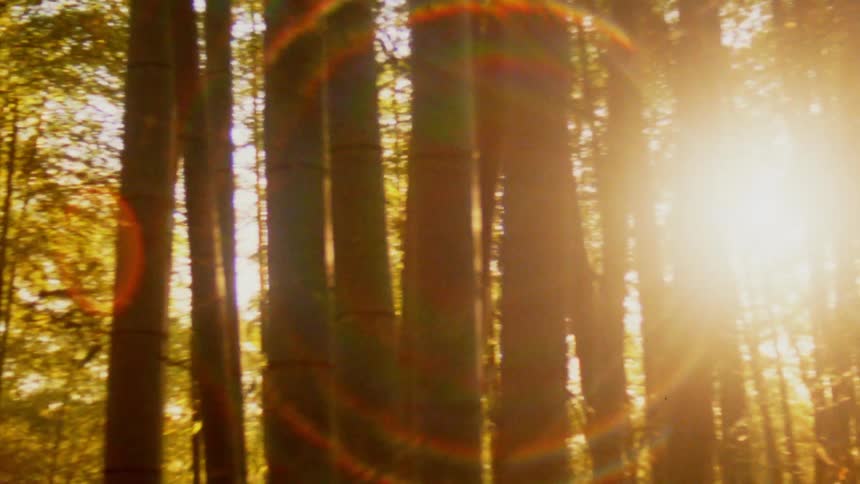 Sunlight filters through a dense grove of tall bamboo trees creating a warm and inviting atmosphere