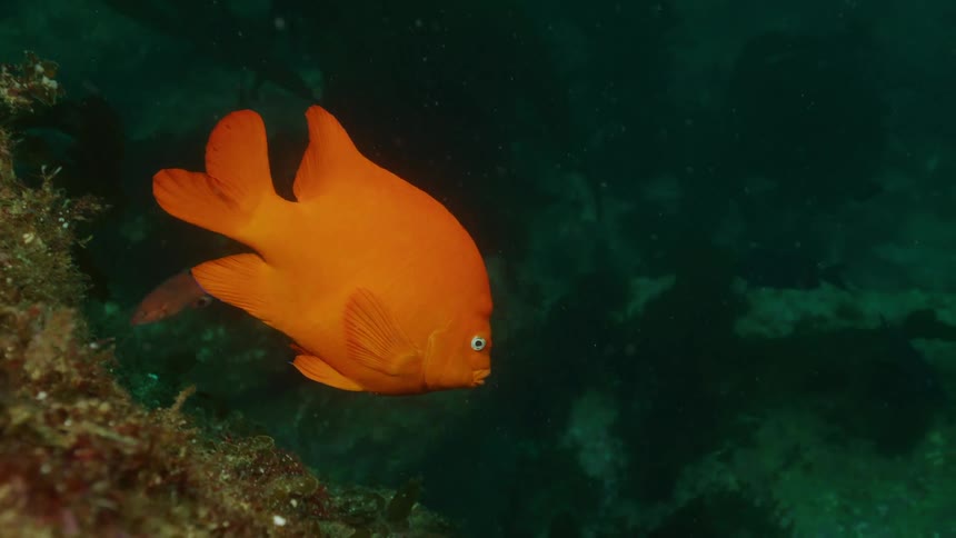 Bright orange fish swims near a reef in murky water