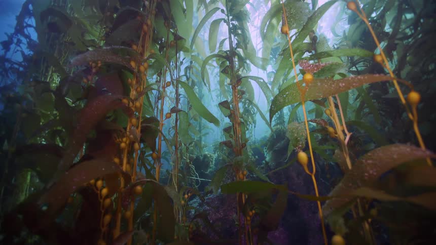 Underwater view of the ocean with aquatic plants and fish swimming by